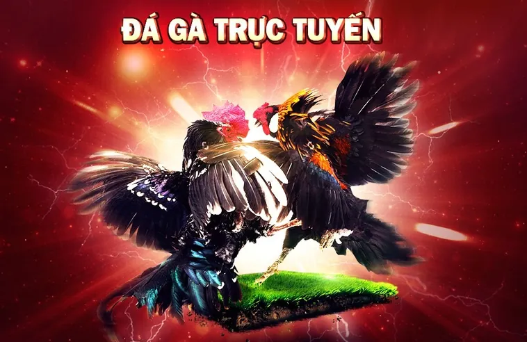 Hướng Dẫn Cách Chơi Đá Gà GA28 Tại 79King Chi Tiết Nhất 1 Hướng Dẫn Cách Chơi Đá Gà GA28 Tại 79King Chi Tiết Nhất